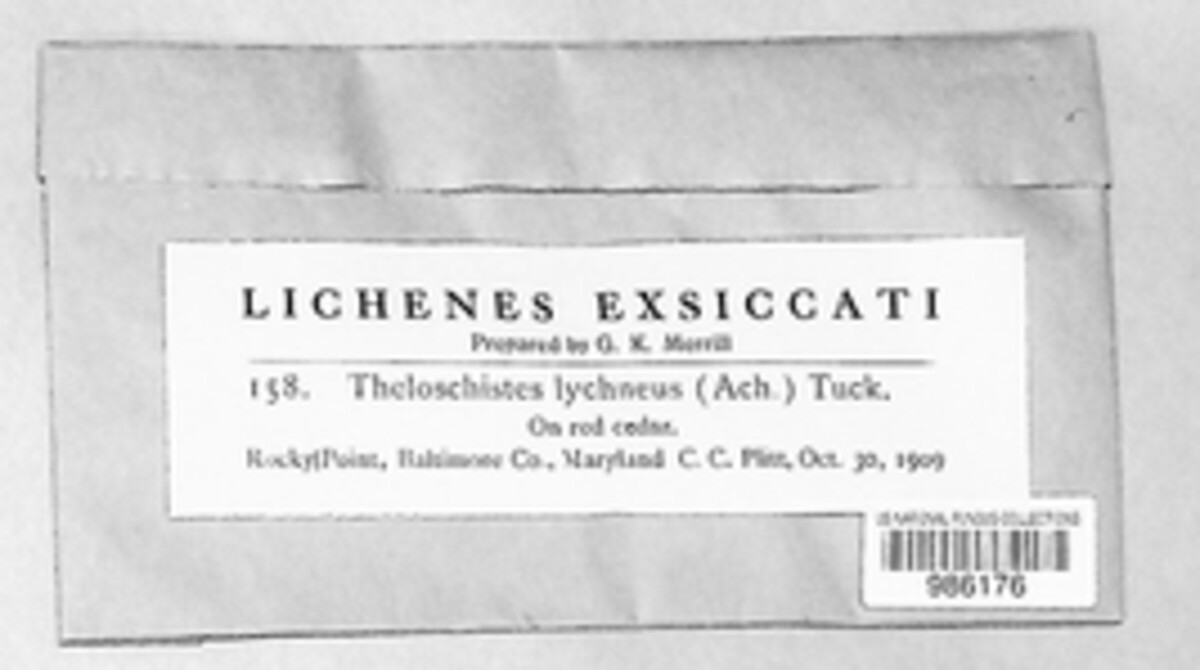 Teloschistes lychneus image